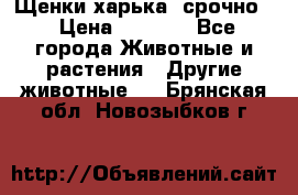 Щенки харька! срочно. › Цена ­ 5 000 - Все города Животные и растения » Другие животные   . Брянская обл.,Новозыбков г.